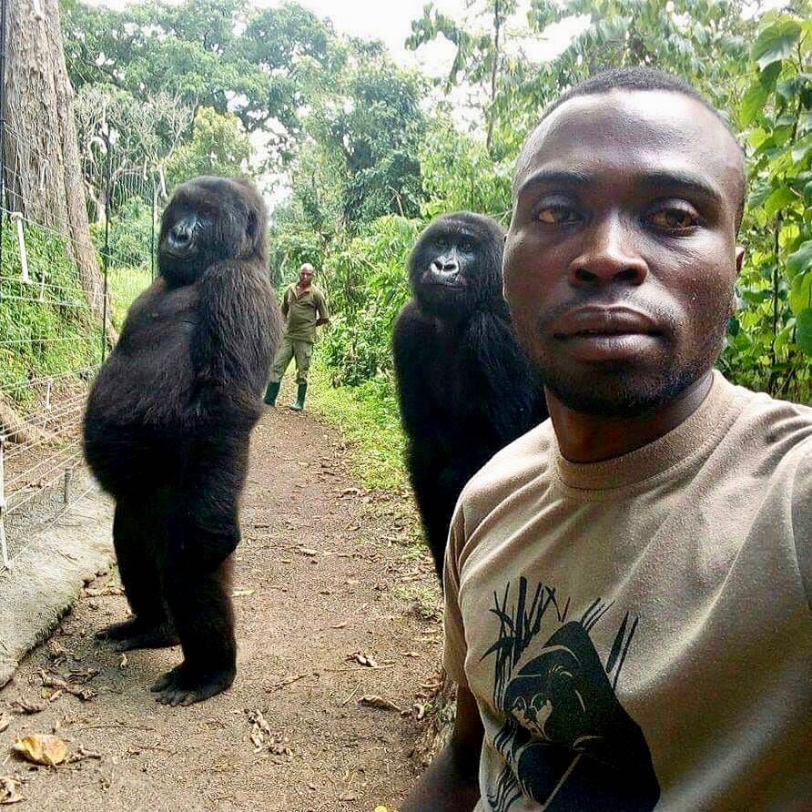foto-selfie-gorilas-instagram-congo