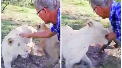 León ataca a turista por intentar acariciarlo