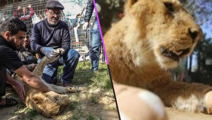 Mundo enfermo y triste: Le amputaron las garras a una leona para que pudiera "jugar" con visitantes