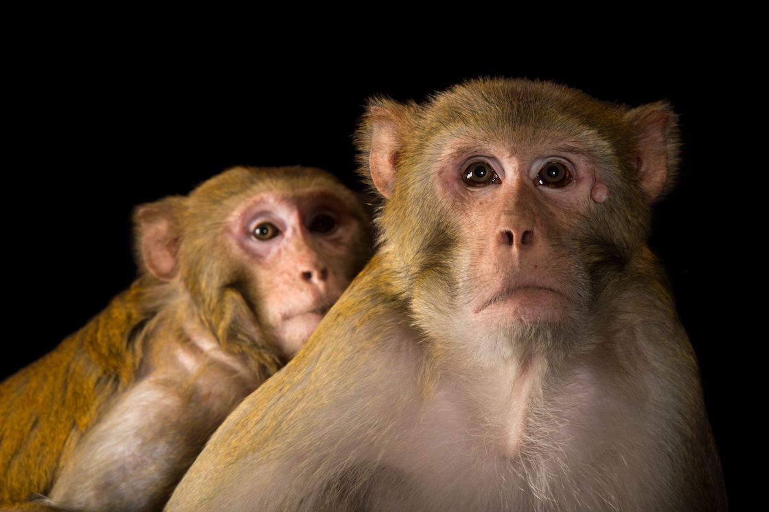 macaco-rhesus-especie-mono-experimento-china