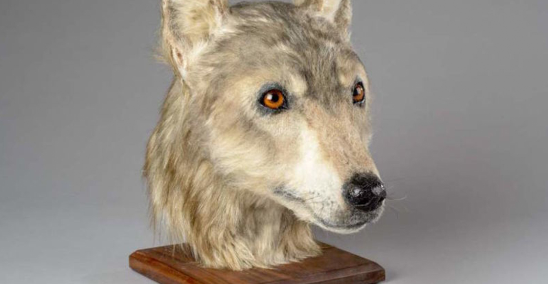 ¡Wooow! Mira la reconstrucción de la imagen de un perro con más de 4 mil años de antigüedad