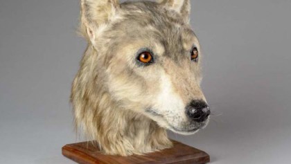 ¡Wooow! Mira la reconstrucción de la imagen de un perro con más de 4 mil años de antigüedad