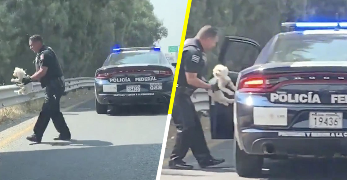 ¡Heroé! Así fue como un policía federal rescató a un cachorrito abandonado en plena carretera