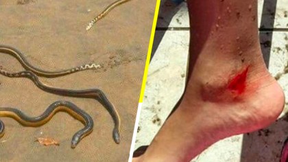 El horror: Serpientes de agua atacan a varios turistas en playa de Nayarit