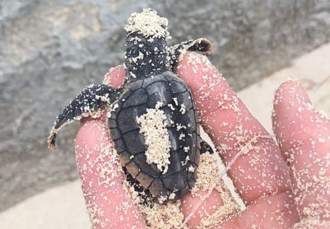 Tortugas marinas bebés