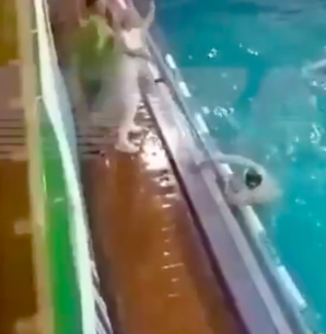 Golpeó a una mujer con el balón y comenzó una pelea acuática de waterpolo