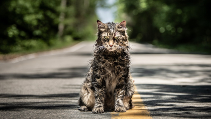 El mundo felino está de luto: Murió el gato de 'Pet Sematary'