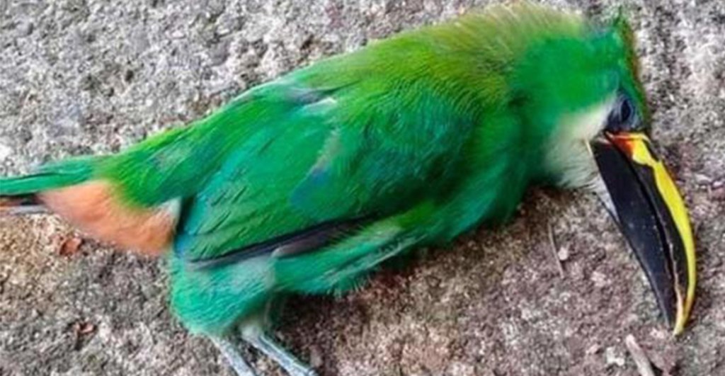 Estamos cada vez peor: Por ola de calor, aves mueren en San Luis Potosí