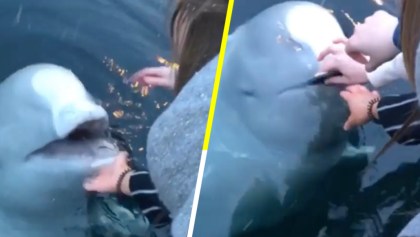 Una chica tiró su celular al mar y lo recuperó gracias a una ballena Beluga