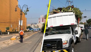 Traz: Detienen a 9 por talar 60 árboles cerca de Centro de Coyoacán