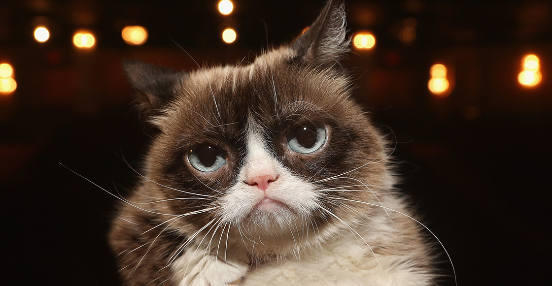 Lagrimita mil: Se nos peló Grumpy Cat, el gato de los memes, a los 7 años