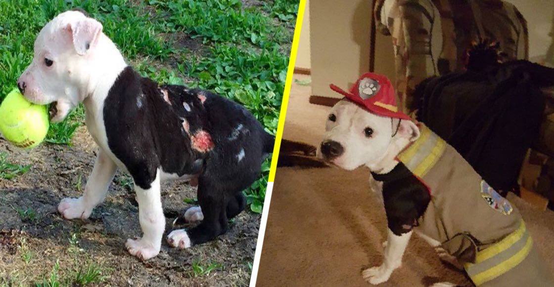 La historia del perrito que fue salvado de un incendio y se convirtió en bombero