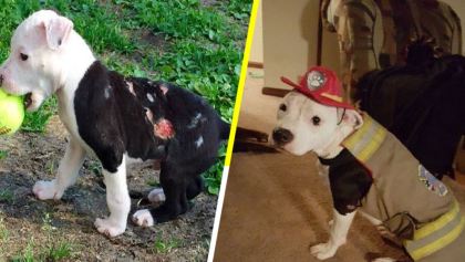 La historia del perrito que fue salvado de un incendio y se convirtió en bombero