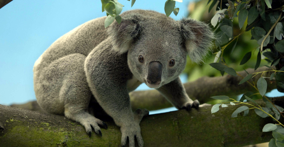 Los koalas son una especie "funcionalmente extinta" en Australia