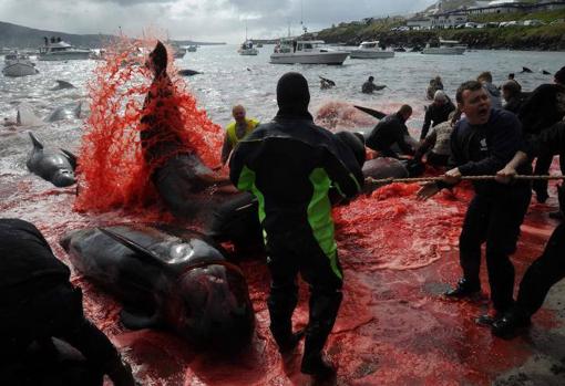 Las impactantes imágenes del mar rojizo que dejó una matanza de ballenas y delfines 