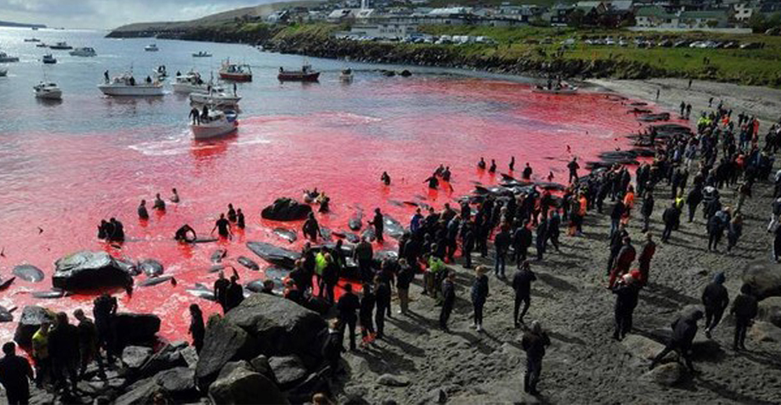 Las impactantes imágenes del mar rojizo que dejó una matanza de ballenas y delfines