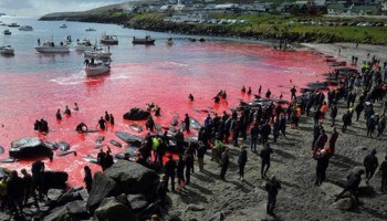 Las impactantes imágenes del mar rojizo que dejó una matanza de ballenas y delfines