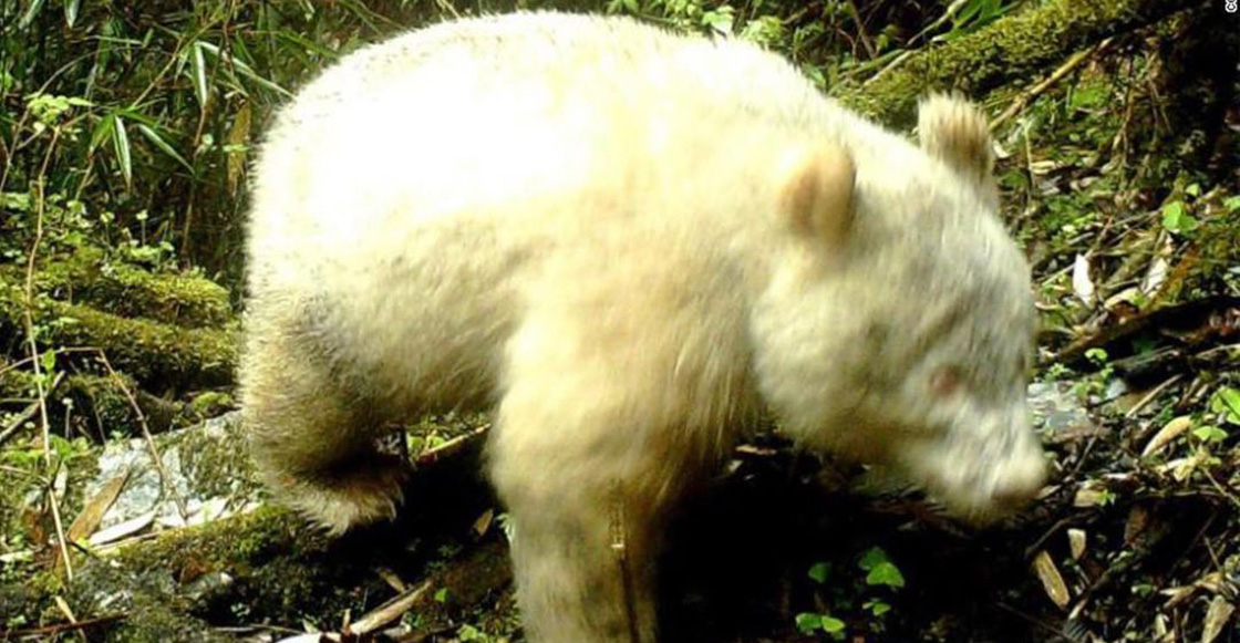 Por primera vez en la historia, captan en video a un panda albino gigante
