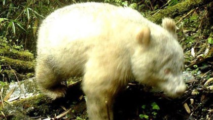 Por primera vez en la historia, captan en video a un panda albino gigante