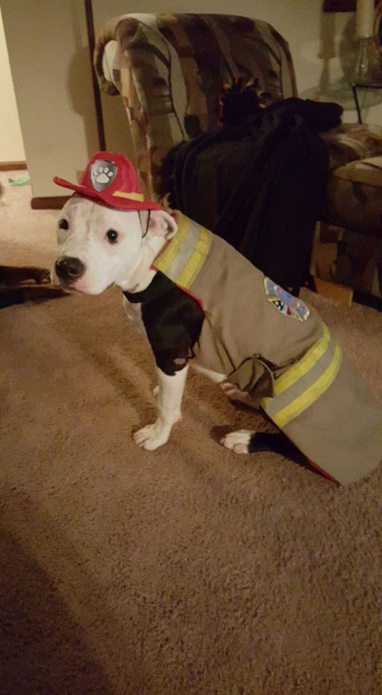 La historia del pitbull que fue salvado de un incendio y se convirtió en bombero