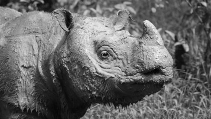 ¡Ay no! Murió Tam, el último rinoceronte de Sumatra macho de Malasia