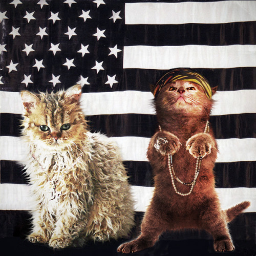 Gatos se robaron las portadas de tus discos favoritos