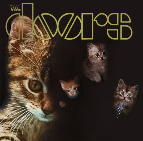 Gatos se robaron las portadas de tus discos favoritos