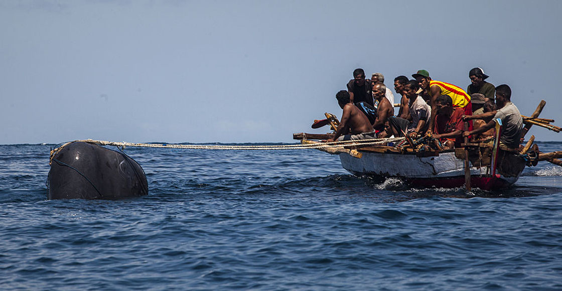 Luego de 33 años, Japón reanudará la caza legal de ballenas