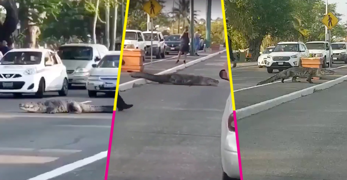 ¡Cuidado, cruce de cocodrilos! En Tampico un cocodrilo de más de 2 metros cruzó una avenida