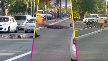 ¡Cuidado, cruce de cocodrilos! En Tampico un cocodrilo de más de 2 metros cruzó una avenida