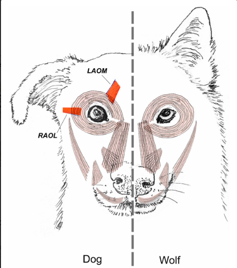 La ciencia lo confirma Esta es la razón por la que nadie se resiste a la mirada tierna de los perros