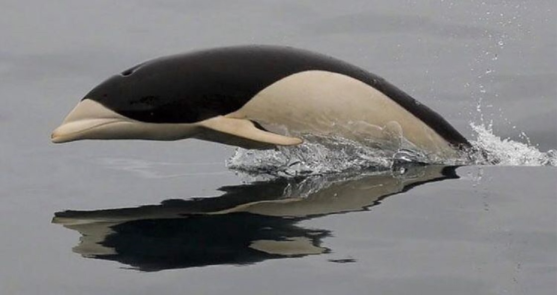 Delfín Liso captado en cámara por primera vez en Chile