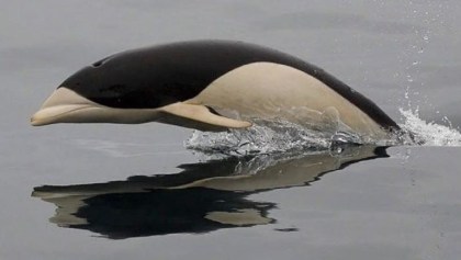 Delfín Liso captado en cámara por primera vez en Chile