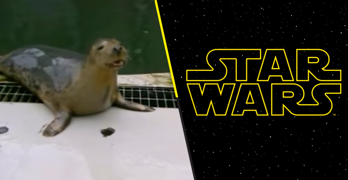 Ternura nivel: Mira esta foca bebé cantando el tema de Star Wars