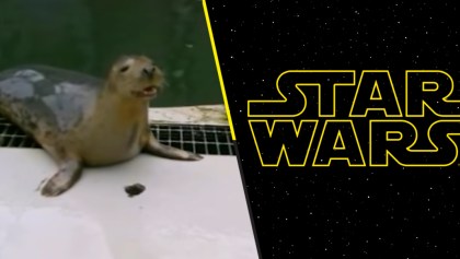 Ternura nivel: Mira esta foca bebé cantando el tema de Star Wars