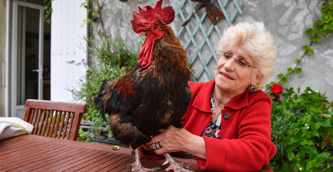 Maurice, un gallo que fue demandado en Francia por "cantar demasiado temprano"