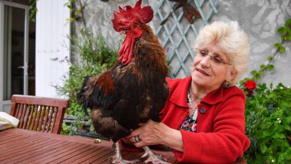 Maurice, un gallo que fue demandado en Francia por "cantar demasiado temprano"