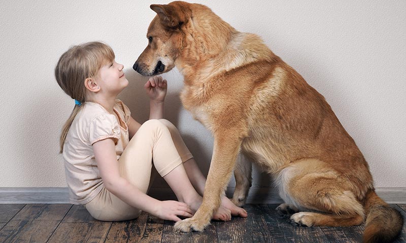 Las razas de perros más peligrosas para los niños, según la ciencia