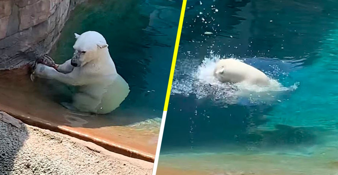 Un oso polar devora a un pato en un zoológico