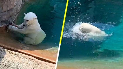 Un oso polar devora a un pato en un zoológico