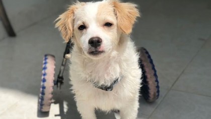 Piojito, el perro que se recuperó de una lesión en sus patitas