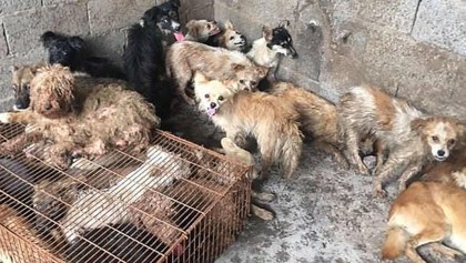 Rescatan a 62 perritos que iban a ser cocinados en un festival de China