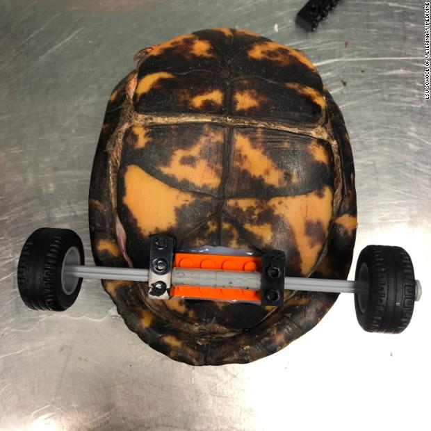 ¡Ternuringa! Esta tortuga fue salvada con ruedas Lego 