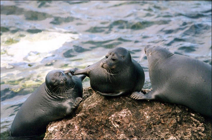 Estas focas grises aprendieron a cantar hasta el tema de Star Wars