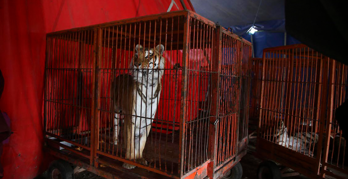 A 4 años de la prohibición del uso de animales en circos, se desconoce la ubicación de mil 600 ejemplares