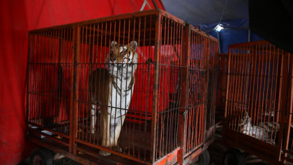 A 4 años de la prohibición del uso de animales en circos, se desconoce la ubicación de mil 600 ejemplares