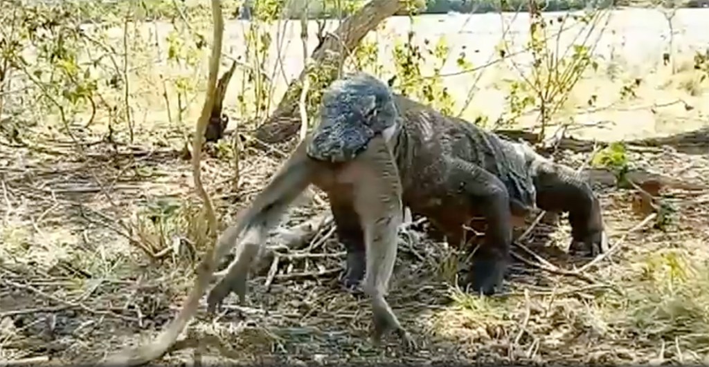 ¡ALV! Video muestra cómo un dragón de Komodo se traga entero a un mono