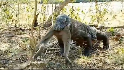 ¡ALV! Video muestra cómo un dragón de Komodo se traga entero a un mono