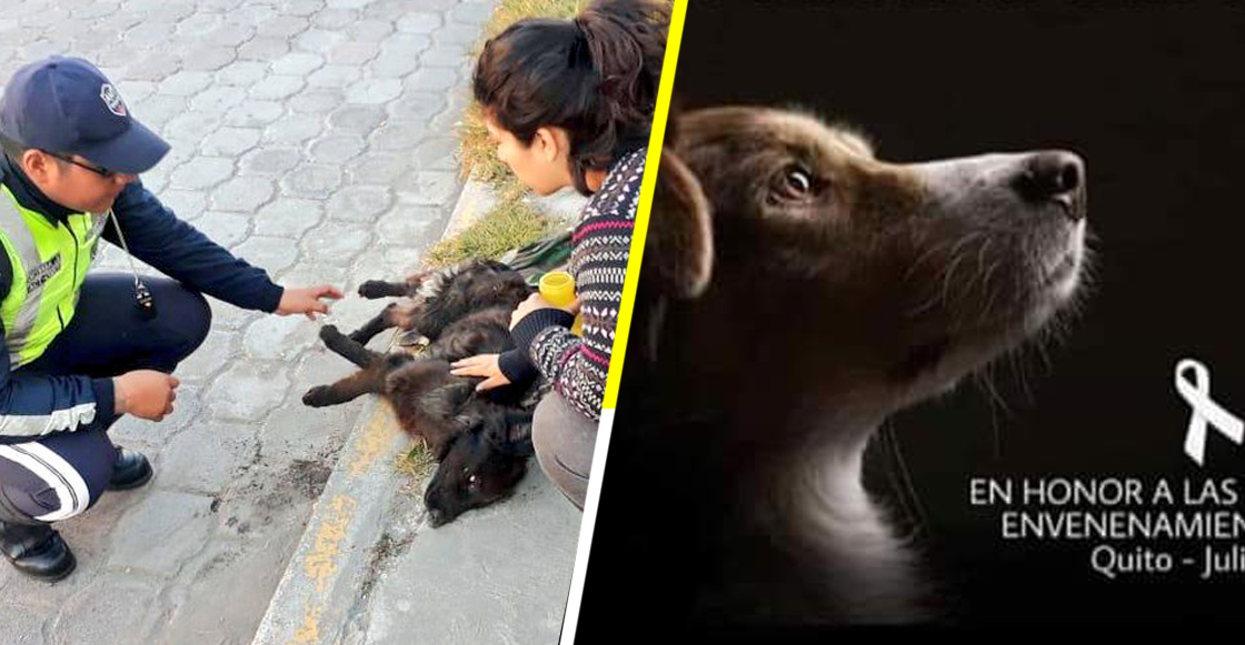 Malditos: Donan alimento envenenado a refugios y matan a más de 20 perritos