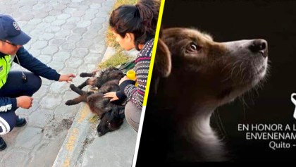 Malditos: Donan alimento envenenado a refugios y matan a más de 20 perritos